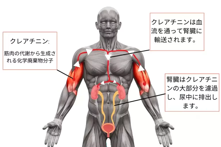 クレアチニン と は：正常レベル、高レベルの原因と症状