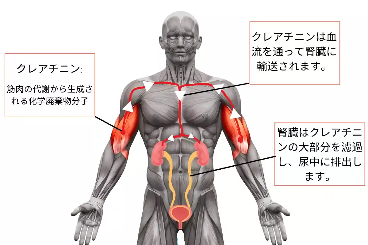 クレアチニン: 筋肉の代謝から生成される化学廃棄物分子