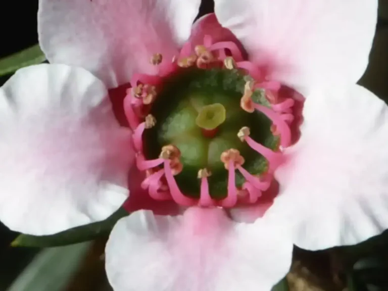 マヌカハニーは、マヌカの木（学名：Leptospermum scoparium）の花から採取される単一花源の蜂蜜です。